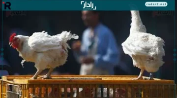 أسعار الفراخ البيضاء في أسواق الأقصر اليوم الخميس 23-10-2025
